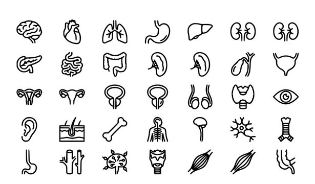 Minimal Human Anatomy Outline Icons Editable Stroke Healthcare Vector Pack