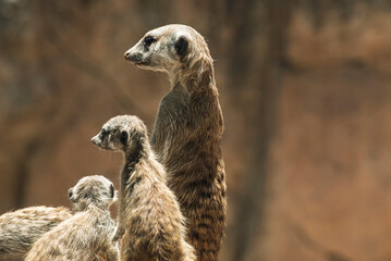 Fototapeta premium suricata suricatta, animal, mamífero, zoo, fauna, inhospitalario, naturaleza, miniatura, pelaje, de pie, atalaya, celador, suricata, observación, aspecto, familia, café, mangosta, bebé