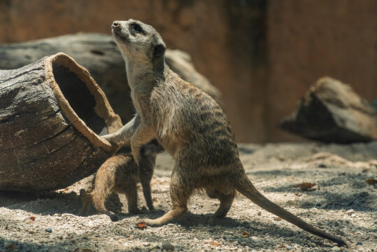 suricata suricatta, animal, mam&iacute;fero, zoo, fauna, inhospitalario, naturaleza, miniatura, pelaje, de pie, atalaya, celador, suricata, observaci&oacute;n, aspecto, familia, caf&eacute;, mangosta, beb&eacute;