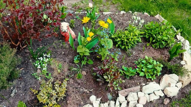 Spring garden bed yellow barberry juniper close-up, vibrant rose and tulip blooms, red bubblegum shrub contrast, dense juniper