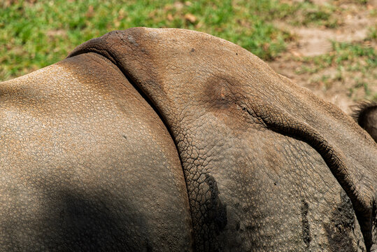 rhino, animal, mam&iacute;fero, fauna, zoo, inhospitalario, bocinas, safari, naturaleza, abultado, grande, peligrosa, blanco, cornudo, aislada, peligro, herb&iacute;voro, negro, c&eacute;sped, gris, administrar, cara, pes