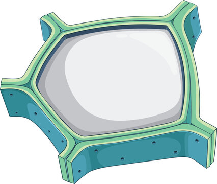 Plant cell wall structure diagram showing plasmodesmata cross section biochemistry education vector illustration.