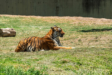 tigre, animal, felinos, fauna, felíno, inhospitalario, zoo, naturaleza, depredador, bengala, mamífero, raya, carnivoros, pelaje, abultado, jungla, cazador, rayado, siberiano, safari, felis silvestris, © fergomez