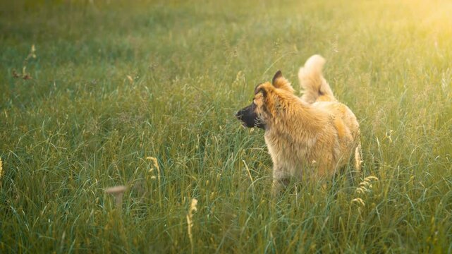German Shepherd Dog Standing in Tall Grass Barking and Wagging Tail | Excited Mixed Emotions Pet Behavior Outdoors | Cinematic Golden Hour Lens Flare Nature Scene