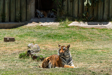tigre, animal, felinos, fauna, felíno, inhospitalario, zoo, naturaleza, depredador, bengala, mamífero, raya, carnivoros, pelaje, abultado, jungla, cazador, rayado, siberiano, safari, felis silvestris, © fergomez
