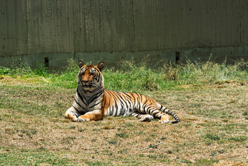 tigre, animal, felinos, fauna, felíno, inhospitalario, zoo, naturaleza, depredador, bengala, mamífero, raya, carnivoros, pelaje, abultado, jungla, cazador, rayado, siberiano, safari, felis silvestris, © fergomez