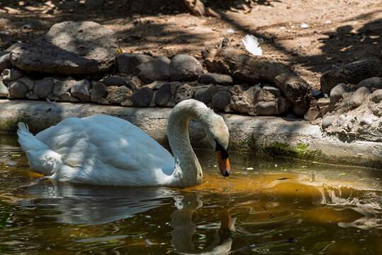 cisne, ave, acu&aacute;tico, lago, blanco, naturaleza, animal, fauna, hermoso, nataci&oacute;n, charcas, r&iacute;o, emplumar, inhospitalario, elegante, pico, beldad, nadar, pac&iacute;fico, cuello