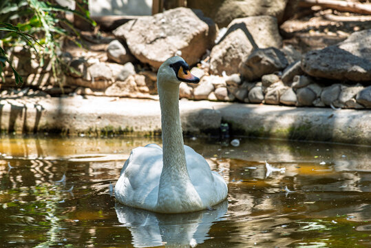 cisne, ave, acu&aacute;tico, lago, blanco, naturaleza, animal, fauna, hermoso, nataci&oacute;n, charcas, r&iacute;o, emplumar, inhospitalario, elegante, pico, beldad, nadar, pac&iacute;fico, cuello