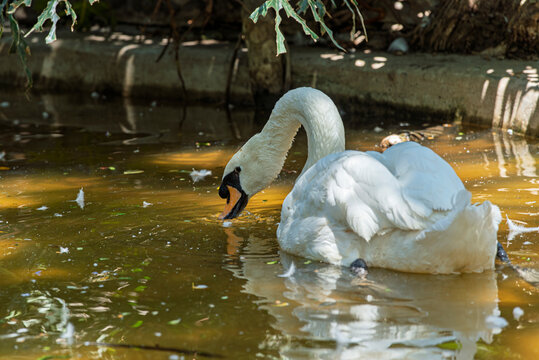 cisne, ave, acu&aacute;tico, lago, blanco, naturaleza, animal, fauna, hermoso, nataci&oacute;n, charcas, r&iacute;o, emplumar, inhospitalario, elegante, pico, beldad, nadar, pac&iacute;fico, cuello