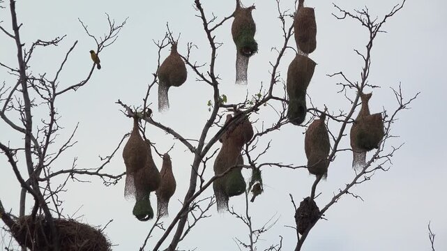 Baya Weaver Birds Building Hanging Nests in Jungle Tree at Dusk