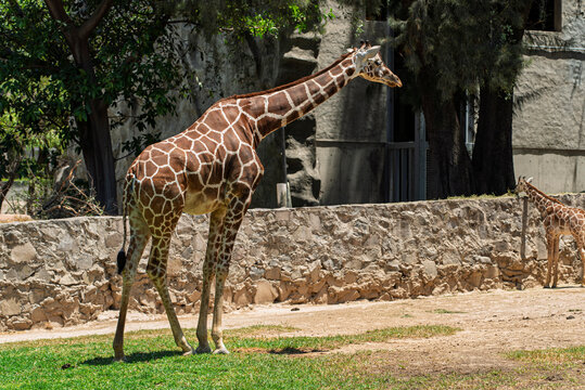 giraffa, animal, fauna, safari, mam&iacute;fero, inhospitalario, naturaleza, alto, cuello, zoo, kenia, anhelar, sabanas, espacio publicitario, c&eacute;sped, beb&eacute;, aparcar, selva, herb&iacute;voro