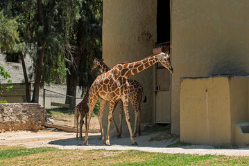 giraffa, animal, fauna, safari, mamífero, inhospitalario, naturaleza, alto, cuello, zoo, kenia, anhelar, sabanas, espacio publicitario, césped, bebé, aparcar, selva, herbívoro © fergomez