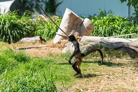 chango, mono, animal, fauna, mam&iacute;fero, naturaleza, &aacute;rbol, inhospitalario, beb&eacute;, ardilla, zoo, jungla, capuchino, pelaje, sucursal, cuca, cara, bosque, miniatura, tropical, mirada, joven, sentada, retr