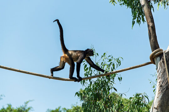 chango, mono, animal, fauna, mam&iacute;fero, naturaleza, &aacute;rbol, inhospitalario, beb&eacute;, ardilla, zoo, jungla, capuchino, pelaje, sucursal, cuca, cara, bosque, miniatura, tropical, mirada, joven, sentada, retr