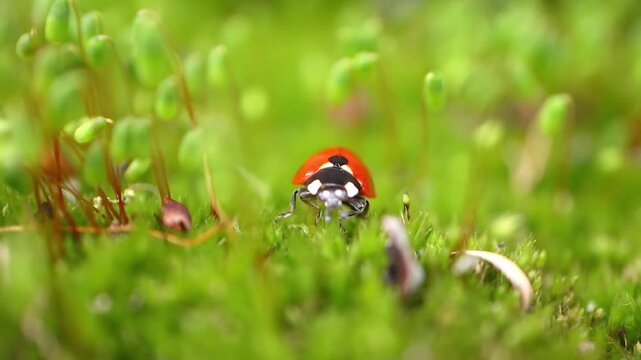 Close up footage of ladybug crawling on vibrant green moss and small plant sprouts.