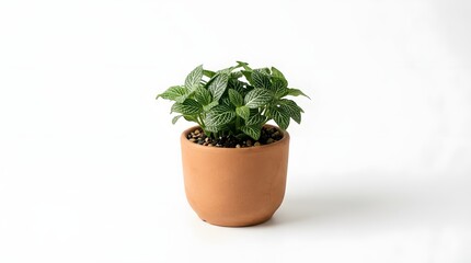 Fototapeta premium Small Green Houseplant in Terracotta Clay Pot Isolated on White