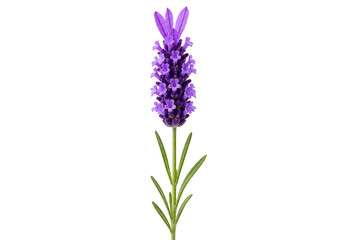Fototapeta premium A single stem of purple French lavender against white background