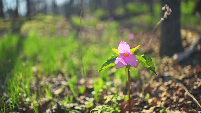 Trillium flower pink colorful wild wildflower closeup with hiking trail forest path in Virginia Blue Ridge Mountains of Wintergreen on sunny spring