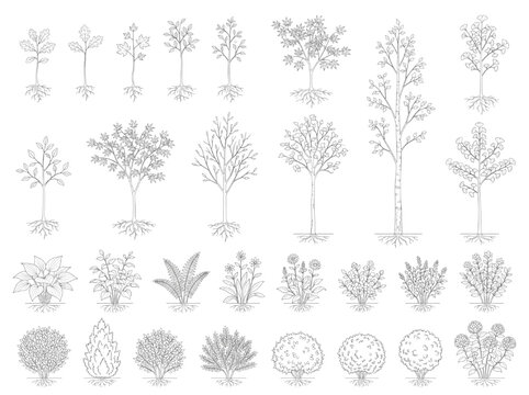Vector CAD Blocks of Trees and Plants for Architectural Site Plan