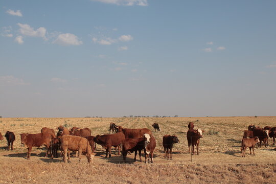 Herd of cattle grazing in a dry field along the rural road in South Africa