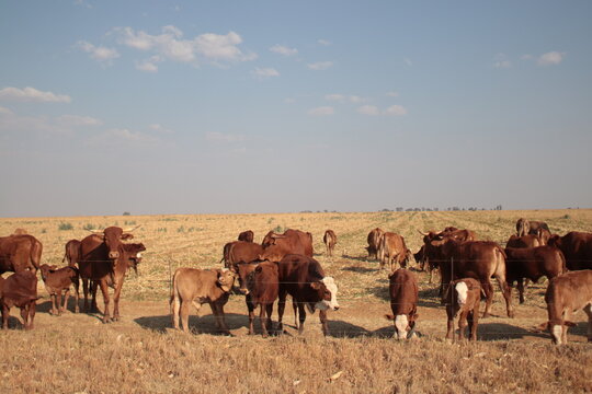 Herd of cattle grazing in a dry field along the rural road in South Africa