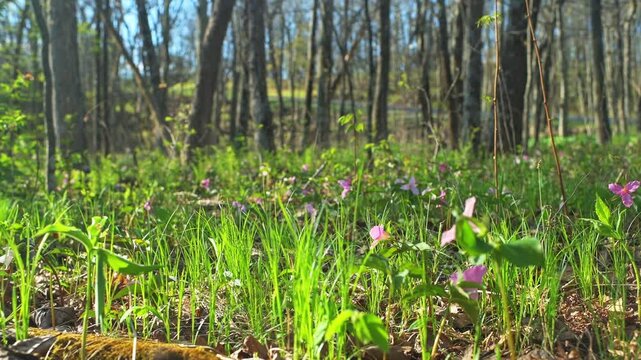 Trillium flower purple pink wild wildflower flowers with fern handheld shot bokeh panning side bokeh in Virginia Blue Ridge Mountains of Wintergreen