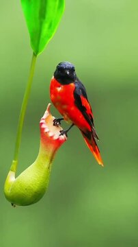Vibrant Scarlet Minivet Bird Perched on a Tropical Pitcher Plant in the Wild