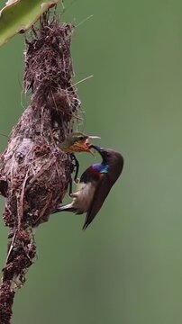 Baby Bird Peeking from Hanging Nest with Open Beak in Nature