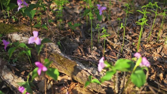Trillium flower purple pink wild wildflower flowers by fern handheld shot by forest tree trunk in Virginia Blue Ridge Mountains of Wintergreen Resort
