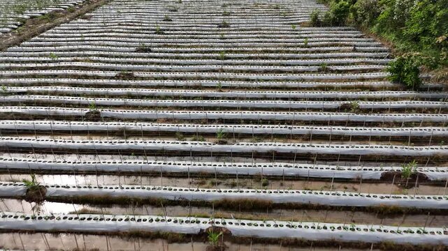 A drone shot showing farmland with rows of seedlings covered in plastic mulch and supported by bamboo stakes for planting.