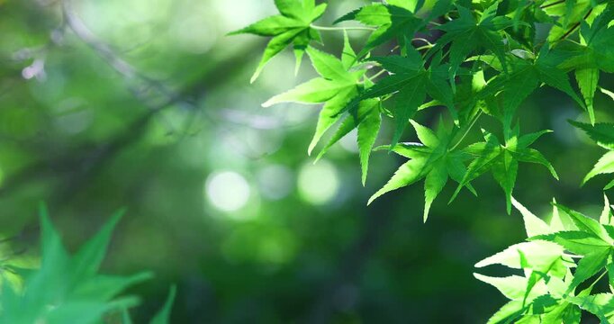 Green maple leaves swaying in the wind with beautiful bokeh
