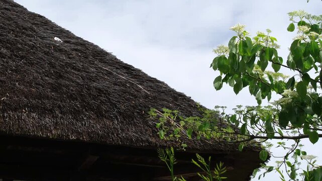 茅葺屋根と若葉