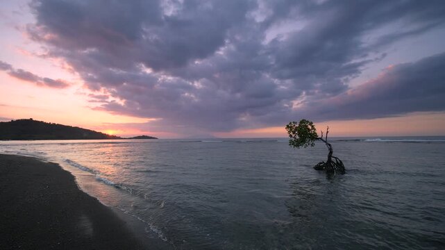 Solitary mangrove tree stands in shallow coastal waters at sunset in Pemuteran, Bali, framed by dramatic storm clouds and gentle waves, creating a peaceful tropical seascape
