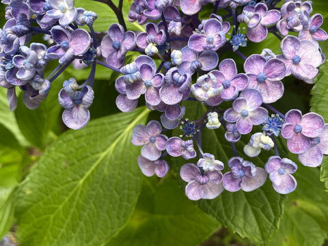 Close up photography of purple hydrangea macrophylla. 'Uzuazisai' 