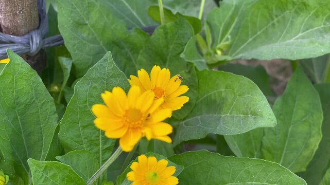 Tiny Insect Crawling on Yellow Butter Daisy Flower in Macro Close Up