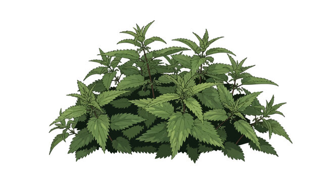 Botanical vector illustration of a common stinging nettle bush (Urtica dioica) featuring dense green serrated leaves and small flowers, isolated on a clean white background.