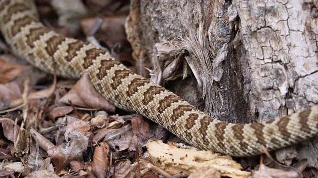 Close up of a Great Basin Rattlesnake tail as it slithers through the wilderness in Utah.