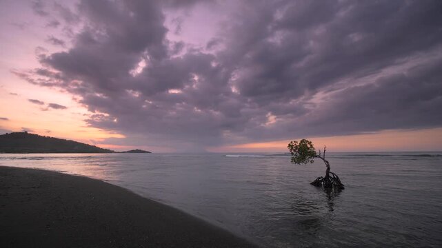 Solitary mangrove tree stands in shallow coastal waters at sunset in Pemuteran, Bali, framed by dramatic storm clouds and gentle waves, creating a peaceful tropical seascape
