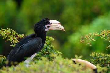 A striking oriental pied hornbill perches amidst lush green foliage, showcasing its unique black plumage and ivory beak. © JX