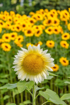 Standing out from the crowd, a pale sunflower against a backdrop of golden flowers