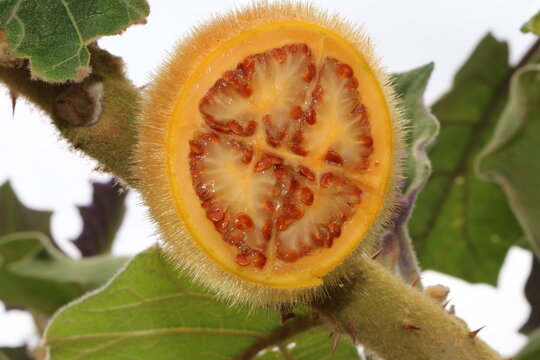 productos organicos huerta 