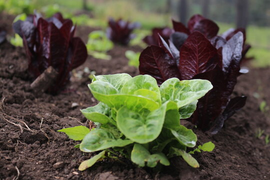 productos organicos huerta 