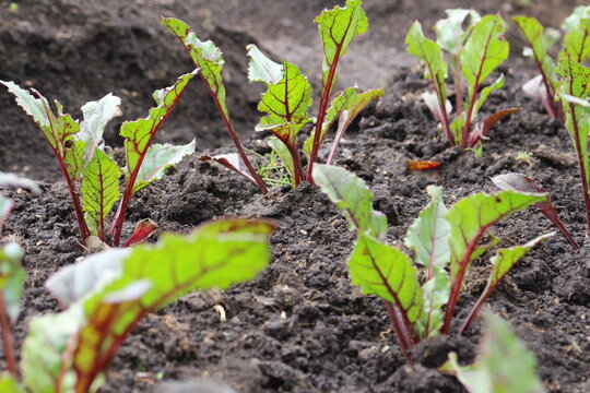 productos organicos huerta 