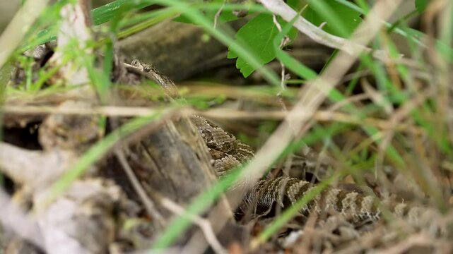 Great Basin Rattlesnake peeking over a log as it hides in the grass in Hobble Creek Canyon, Utah.