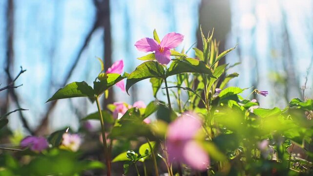 Trillium flowers pink colorful wild wildflower macro closeup with hiking trail forest path in Virginia Blue Ridge Mountains of Wintergreen in spring