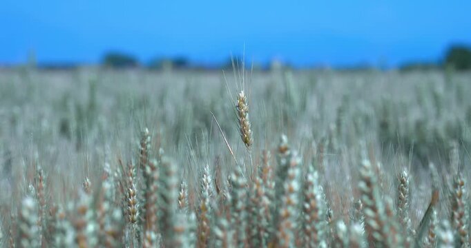  Summer landscape in a wheat field.