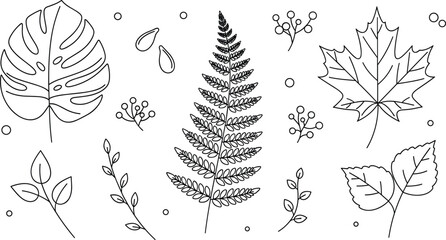 Tropical monstera fern and maple leaf vector collection set line art plant elements for autumn or summer design © MdShakib