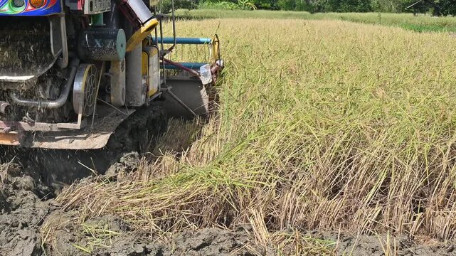 A combine harvester while harvesting rice crops in rice field. Combine harvesters are agricultural machines mainly used to harvest grain crops such as cereals.