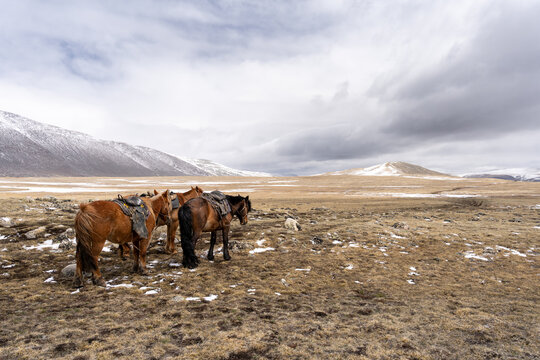 Three Saddled Mongolian Horses Standing on Vast Highland Steppe with Snow-Capped Mountains, Mongolian Altai