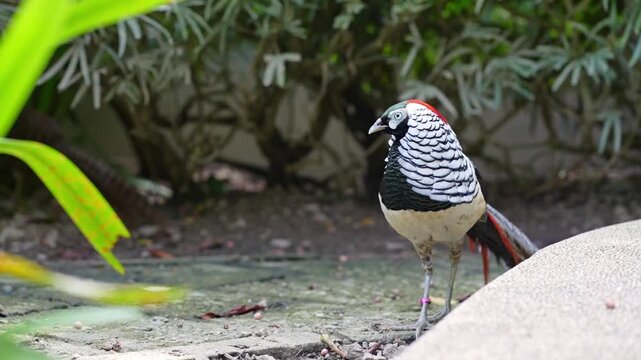 lady amherst pheasant standing in park with nature sound, colorful pheasant in aviary footage